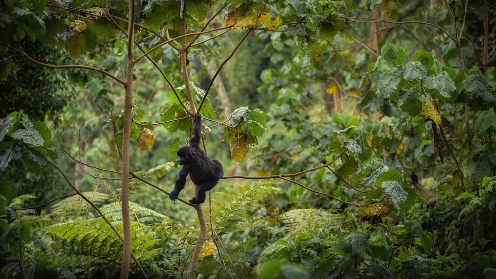 Ouganda
