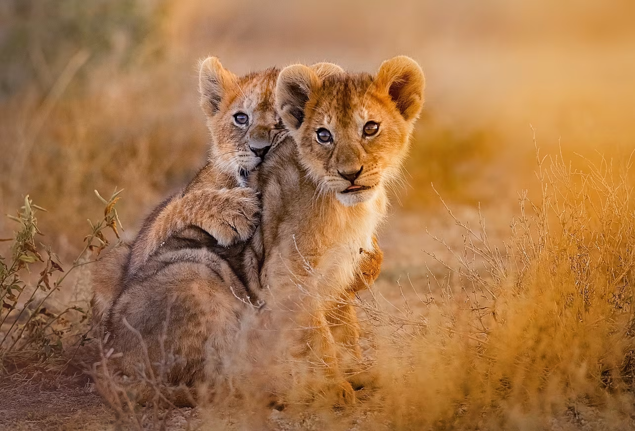 Safaris infinis à Mabula