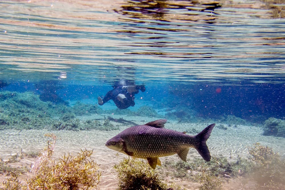 Rio da Prata