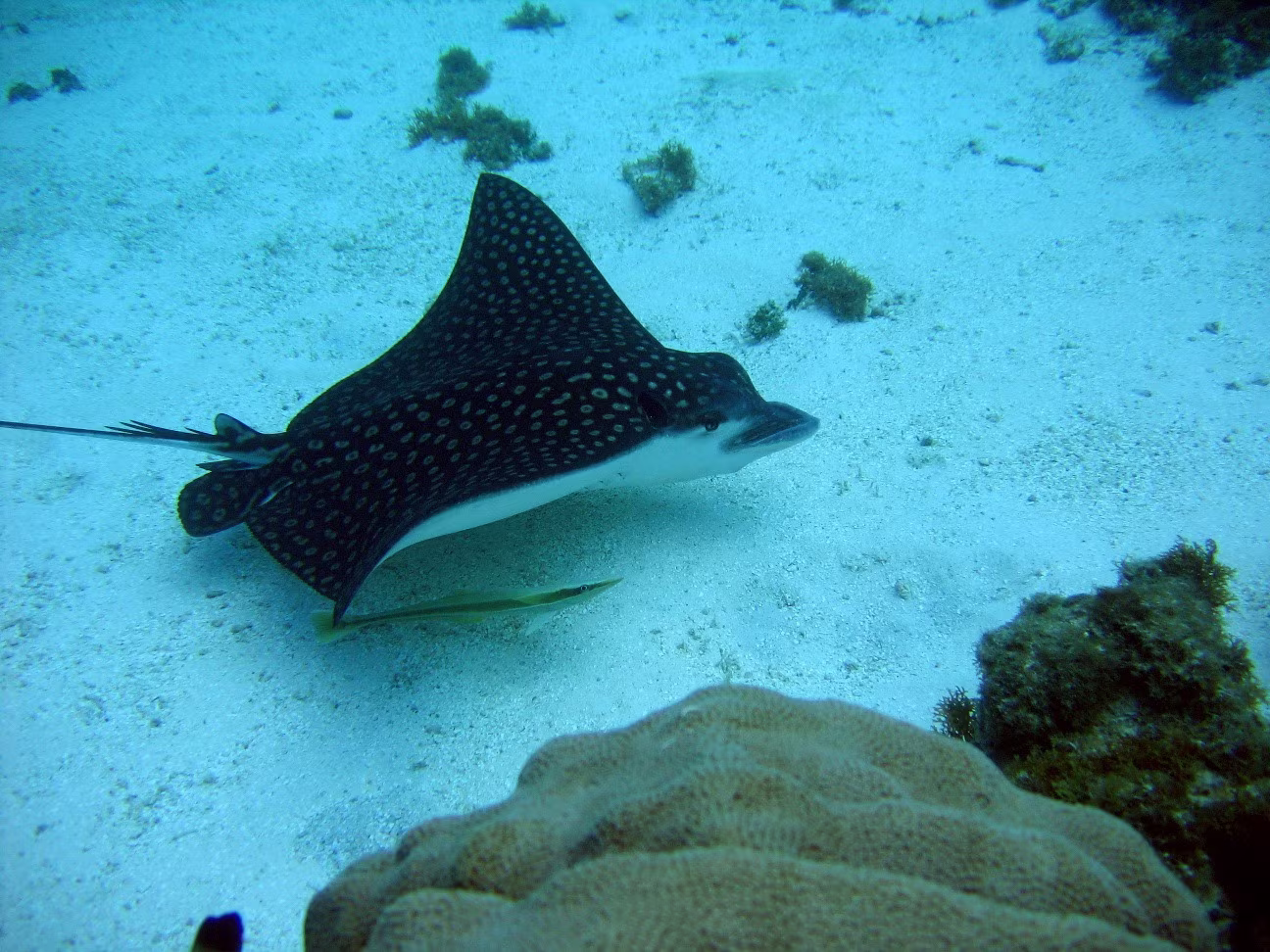 Snorkeling à l'ile de Catalina en Catamaran de Luxe