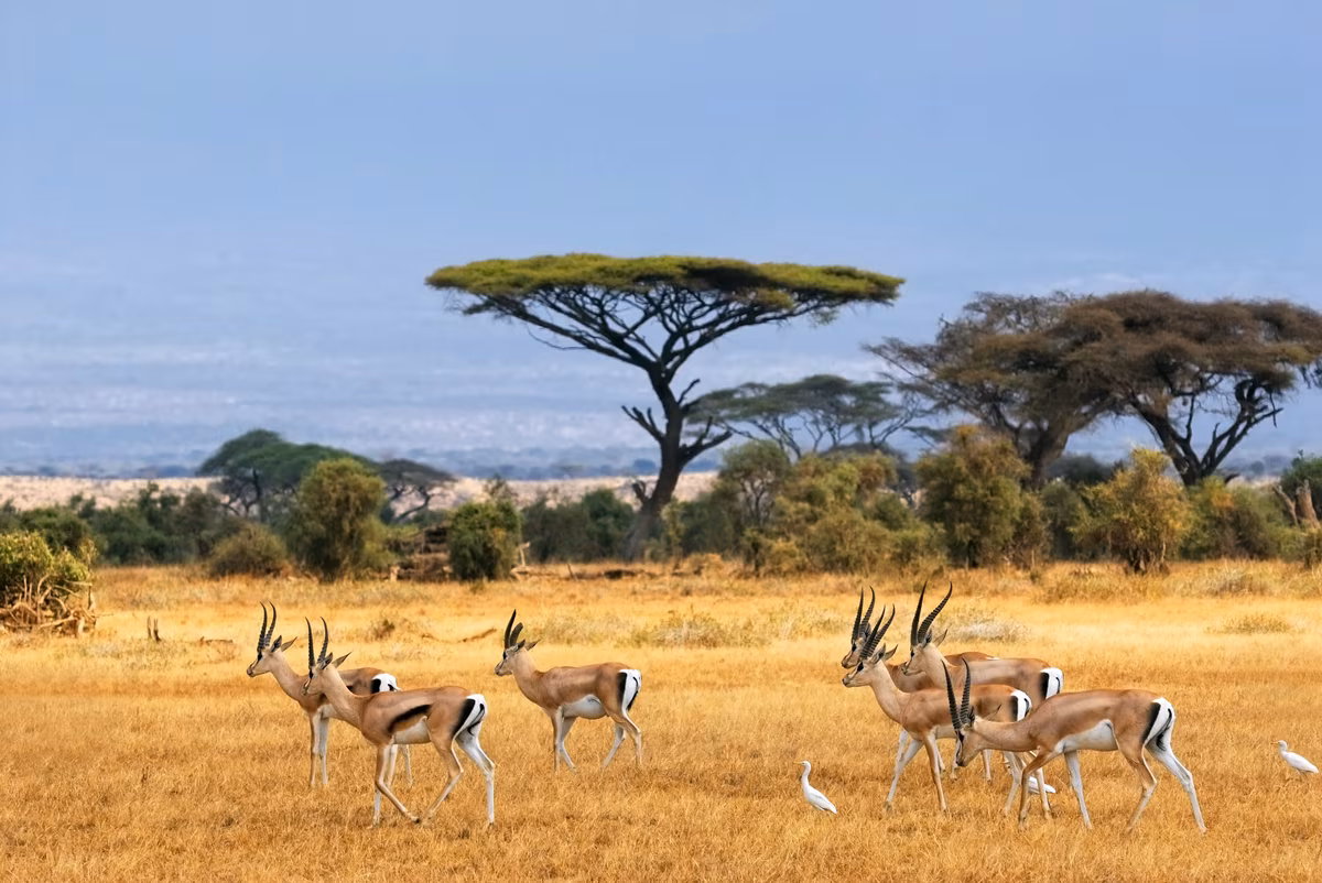 Safari et détente sur la côte kenyane