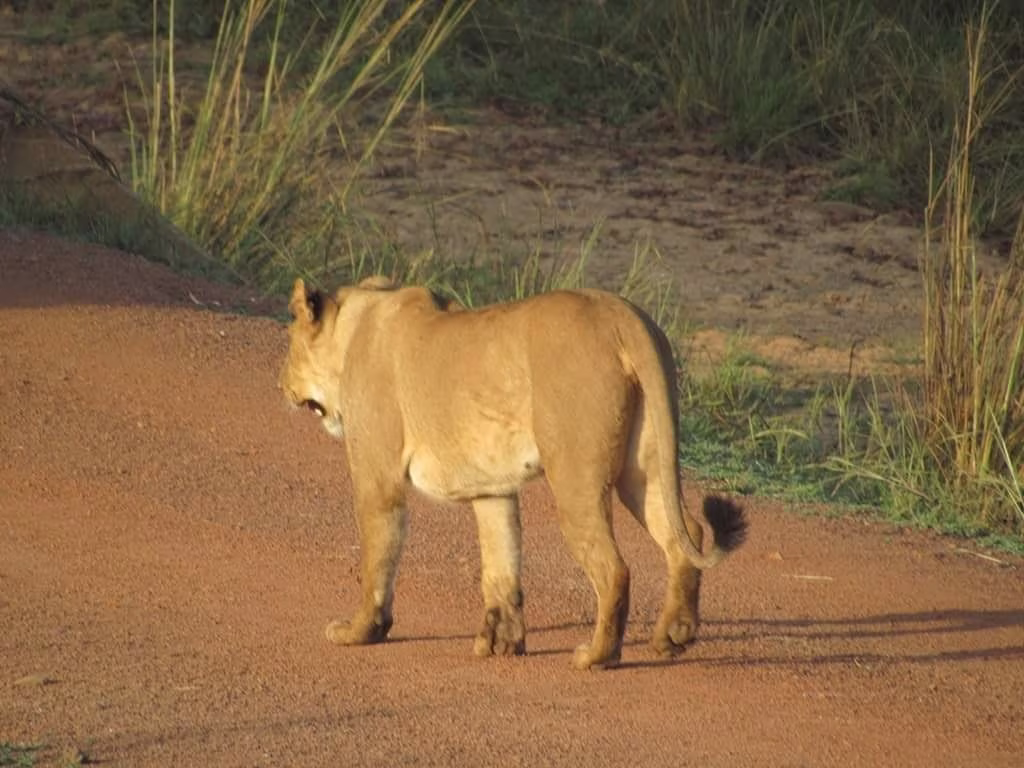 Un Safari dans tous ses états
